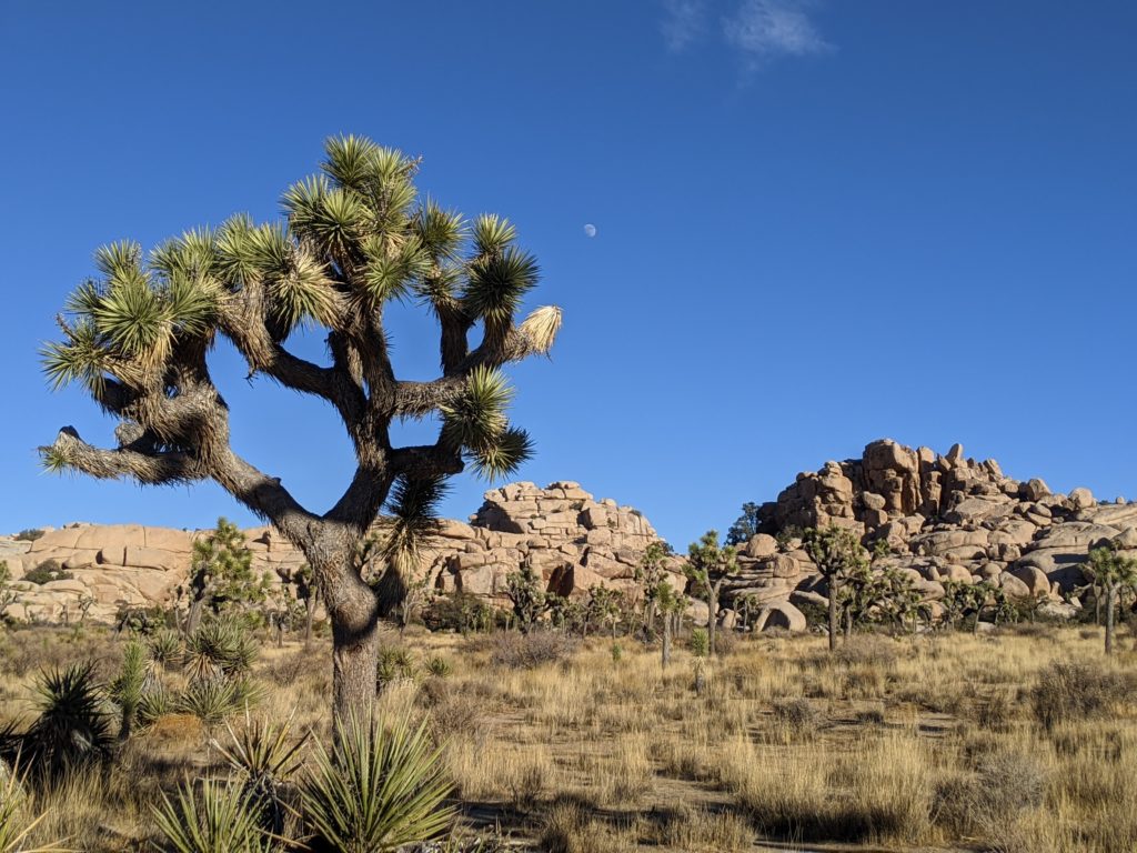 Joshua Tree